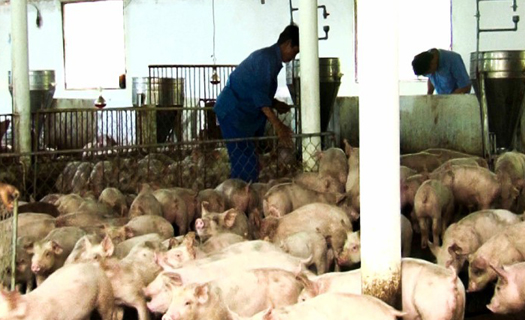 Công điện của Thủ tướng về tập trung các biện pháp phòng, chống dịch tả lợn châu Phi